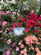 BBC Gardeners World 2025 - GOLD